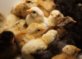 Na czym polega inkubator przedsiębiorczości?